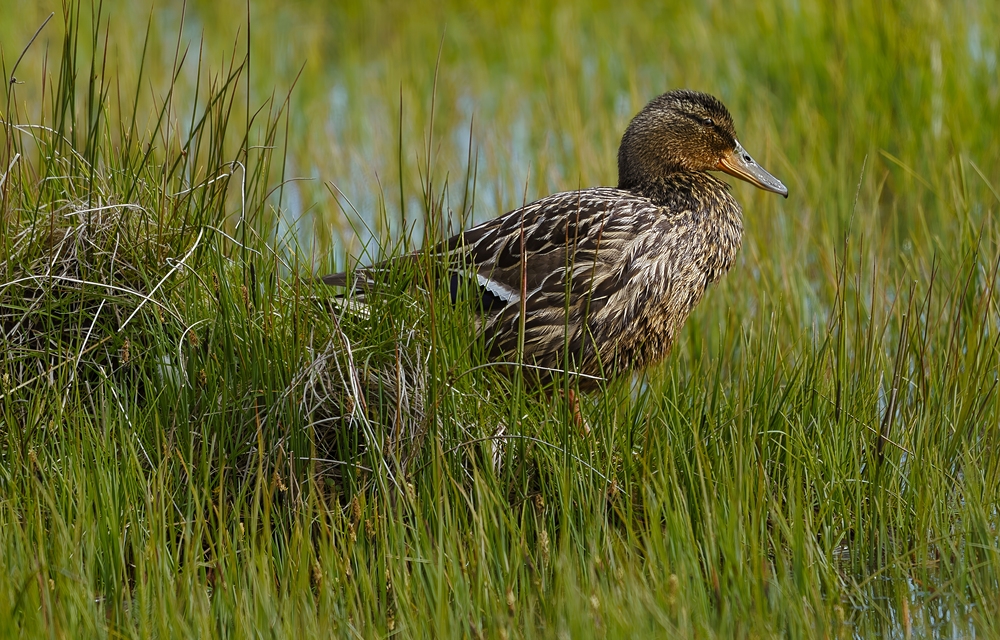 Photo 29965110