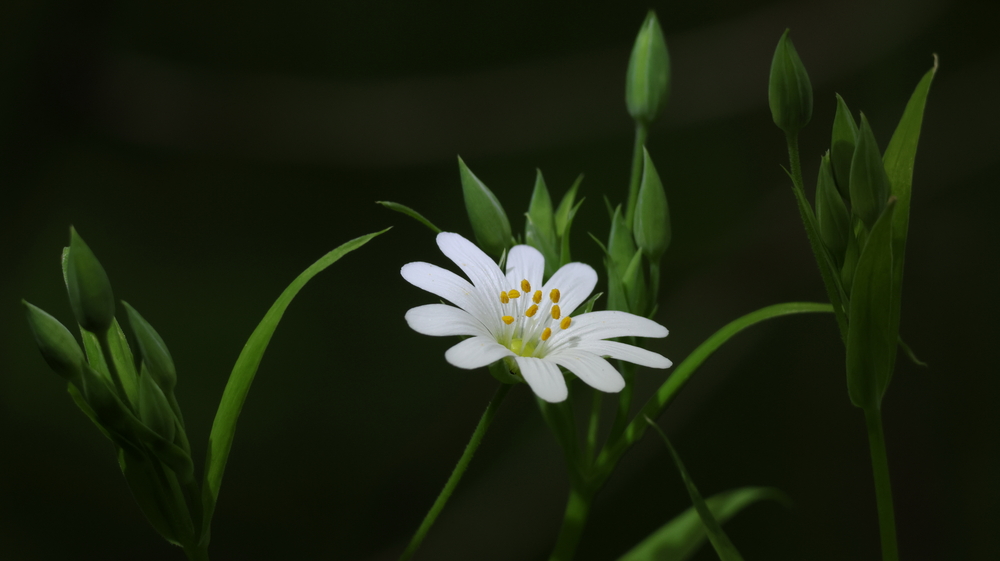 Photo 29965457