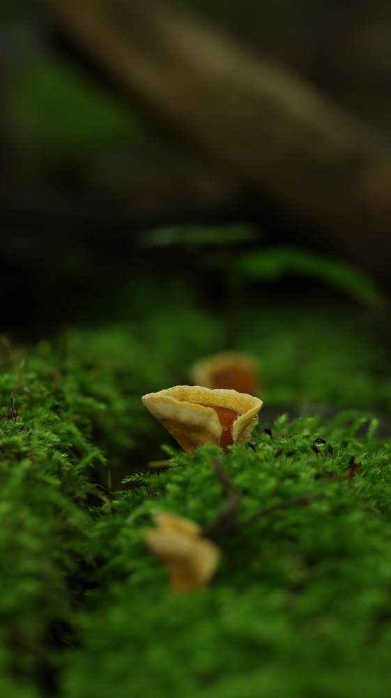Photo 29965458