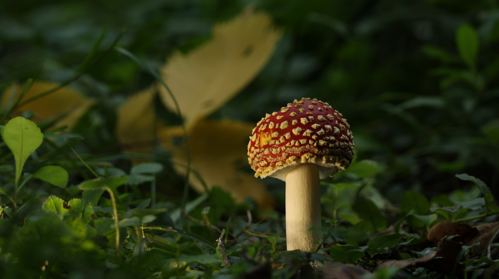 Photo 29965461