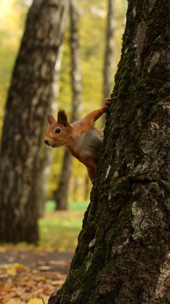 Photo 29965464