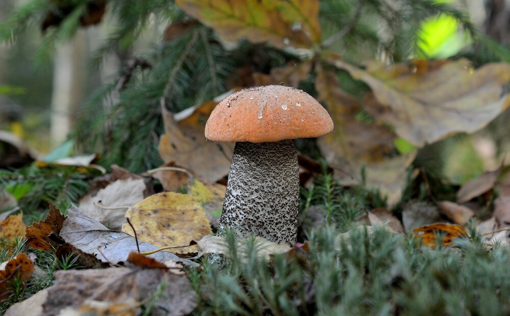 Photo 29965728