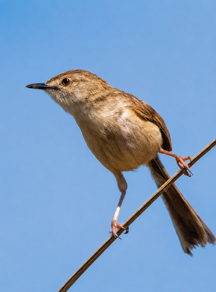 Приния изящная (Prinia gracilis)