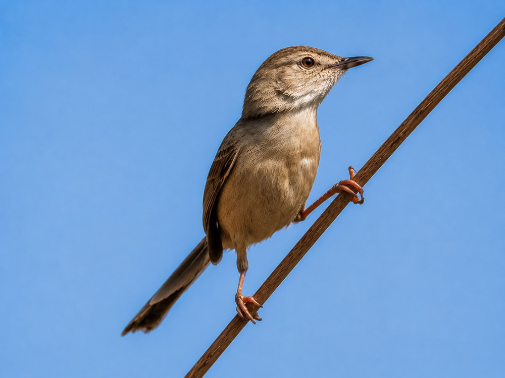Приния изящная (Prinia gracilis)