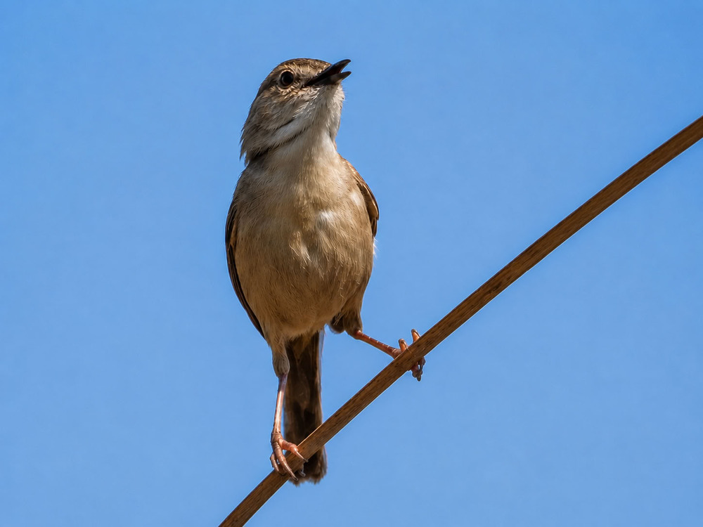 Приния изящная (Prinia gracilis)