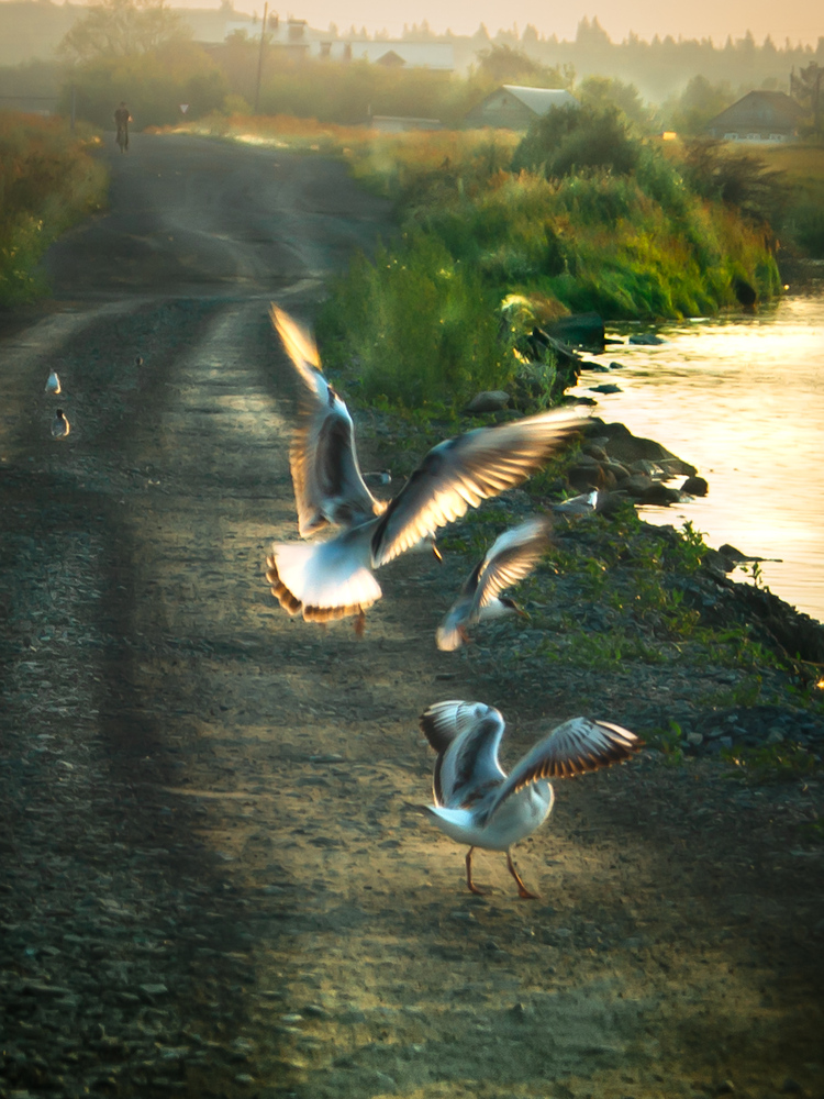 Photo 29966350
