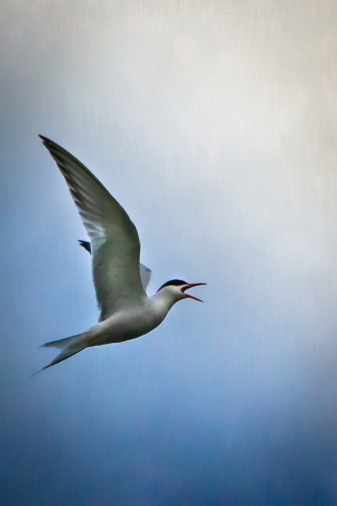 Photo 29966351