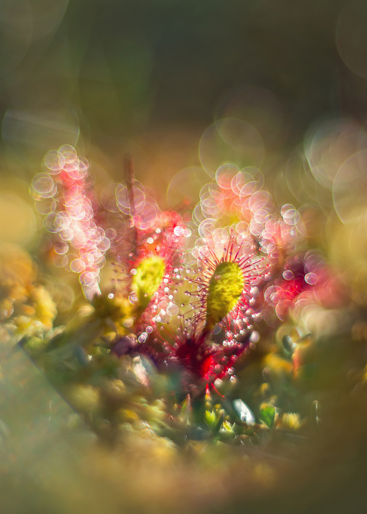 Photo 29966508