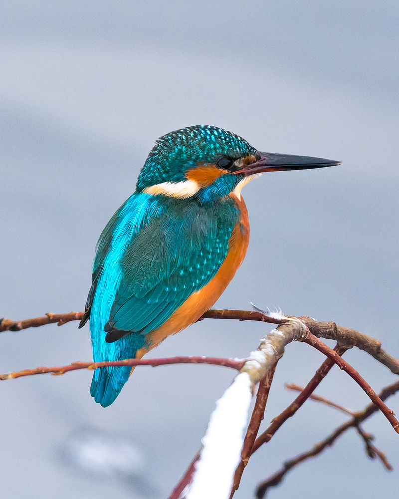 Photo 29966510
