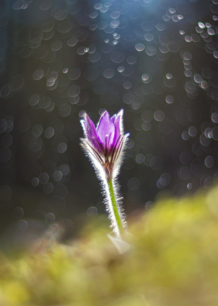 Photo 29966512