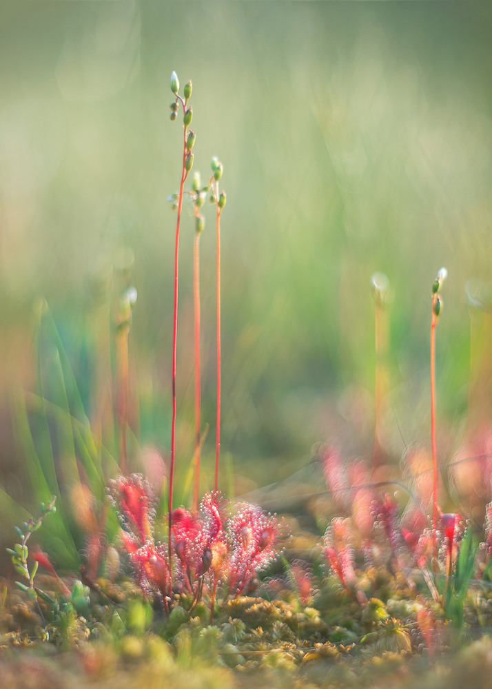 Photo 29966515
