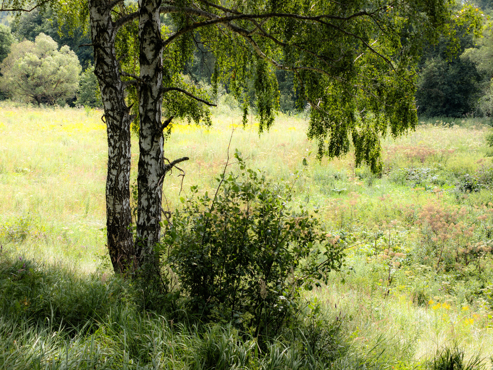 Photo 29966535