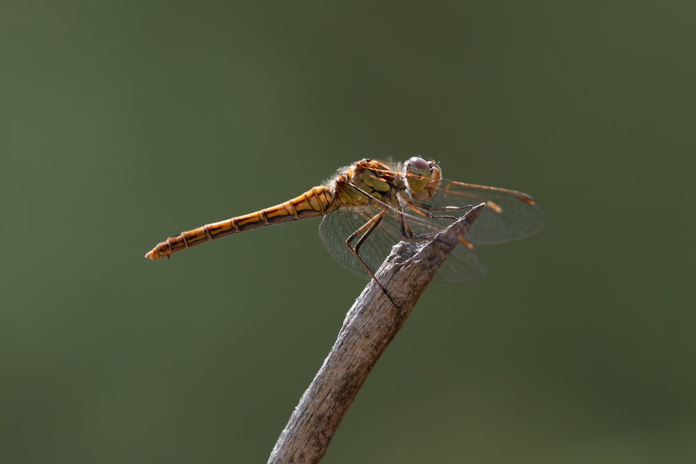Photo 29966551