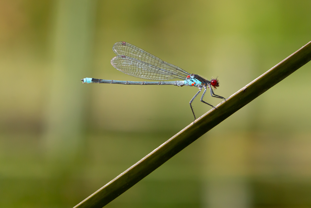 Photo 29966552