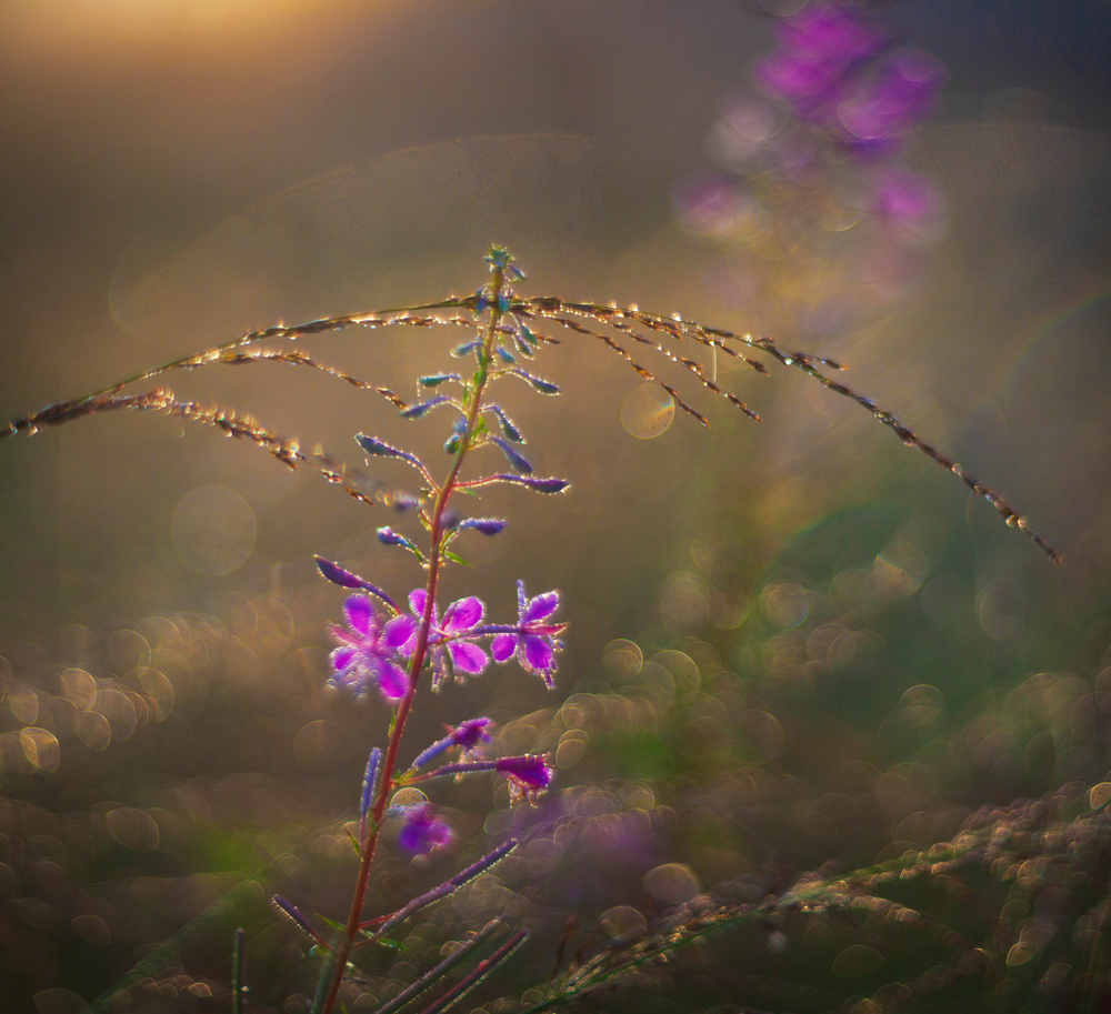 Photo 29967270