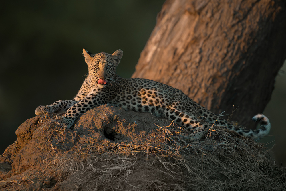 Язык