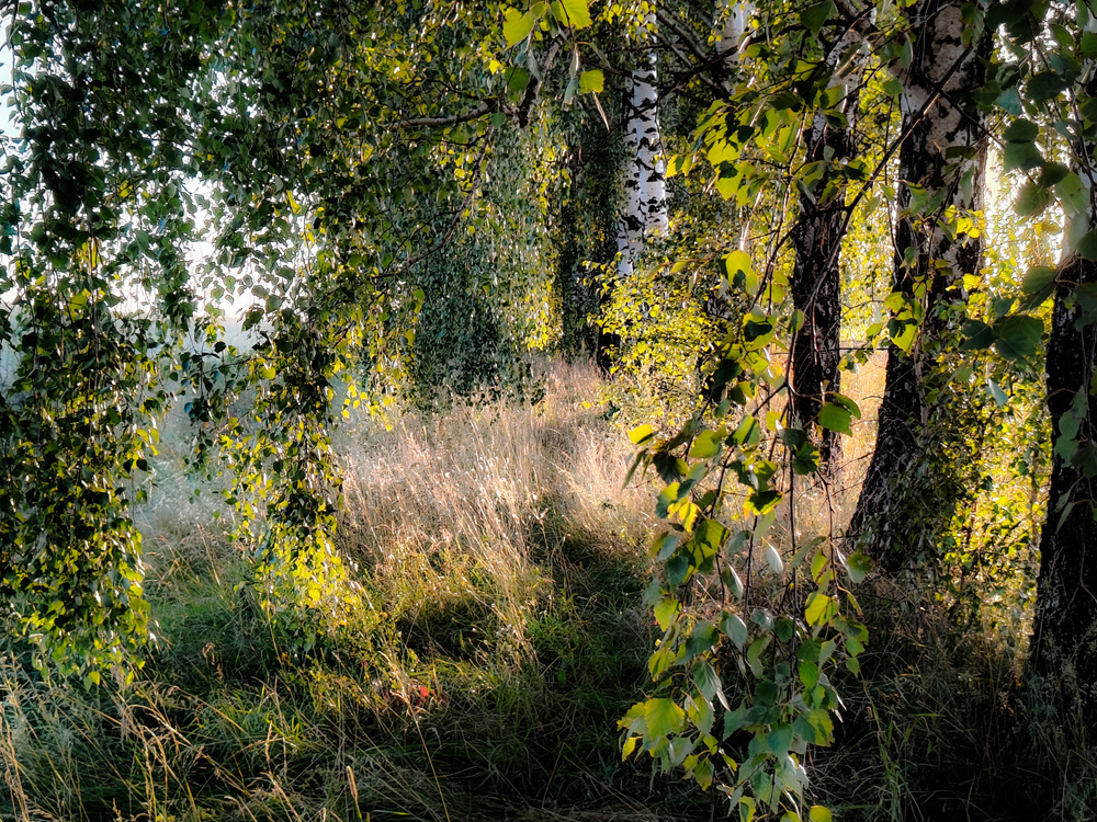 Photo 29968090