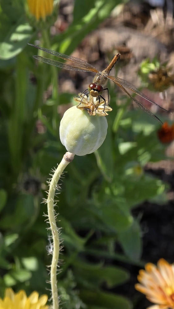 Photo 29968097