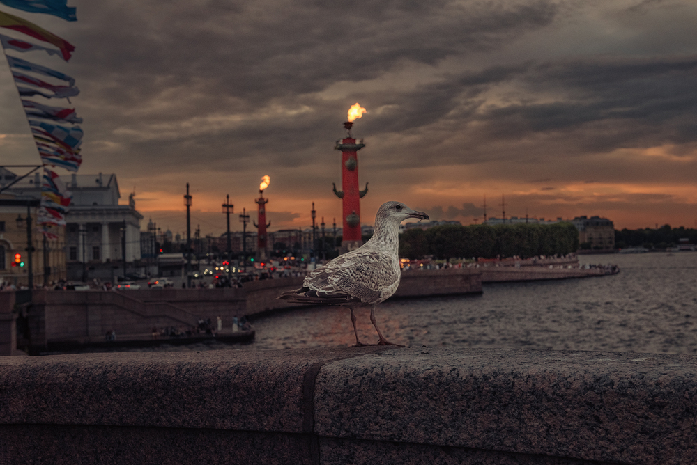Ростральные колонны. День ВМФ в Санкт-Петербурге.