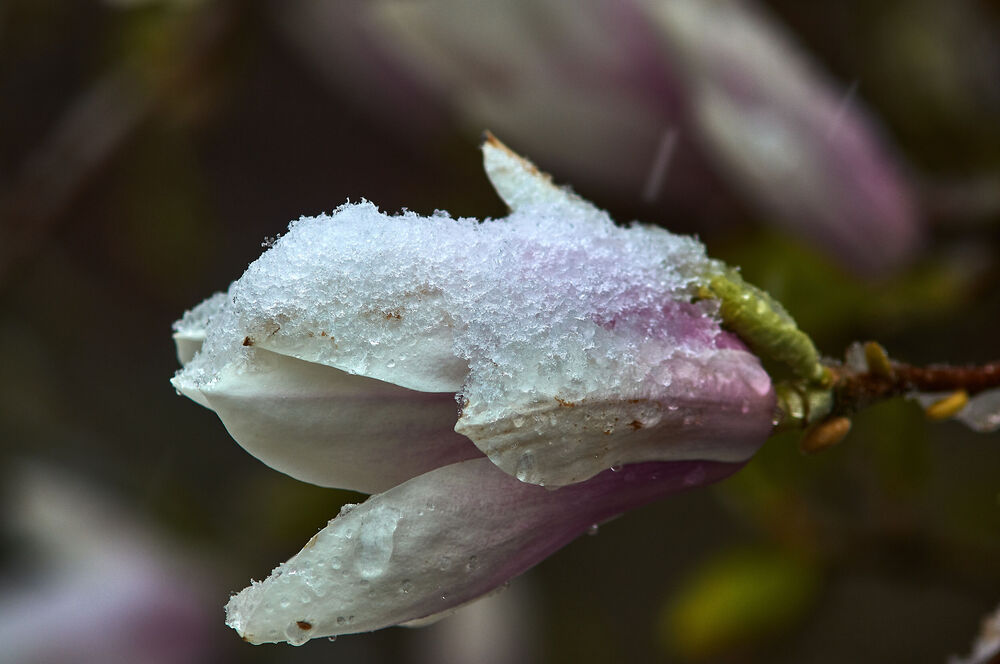 Photo 29969021