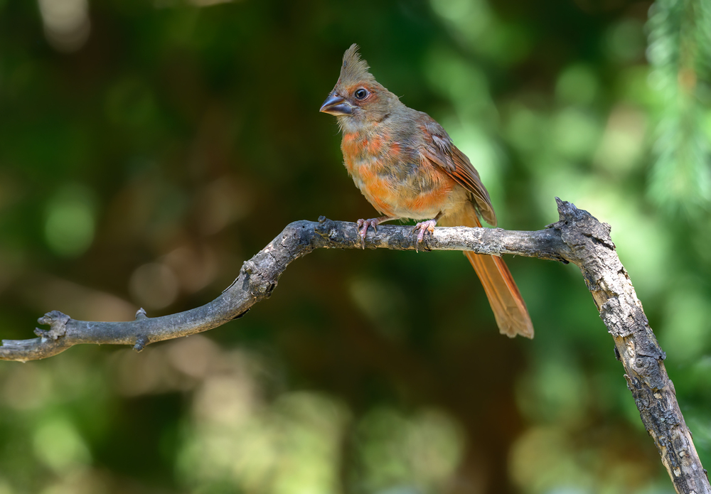 Northern Cardinal (juvenile female)