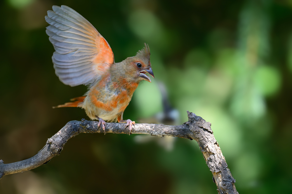 Northern Cardinal (juvenile female)
