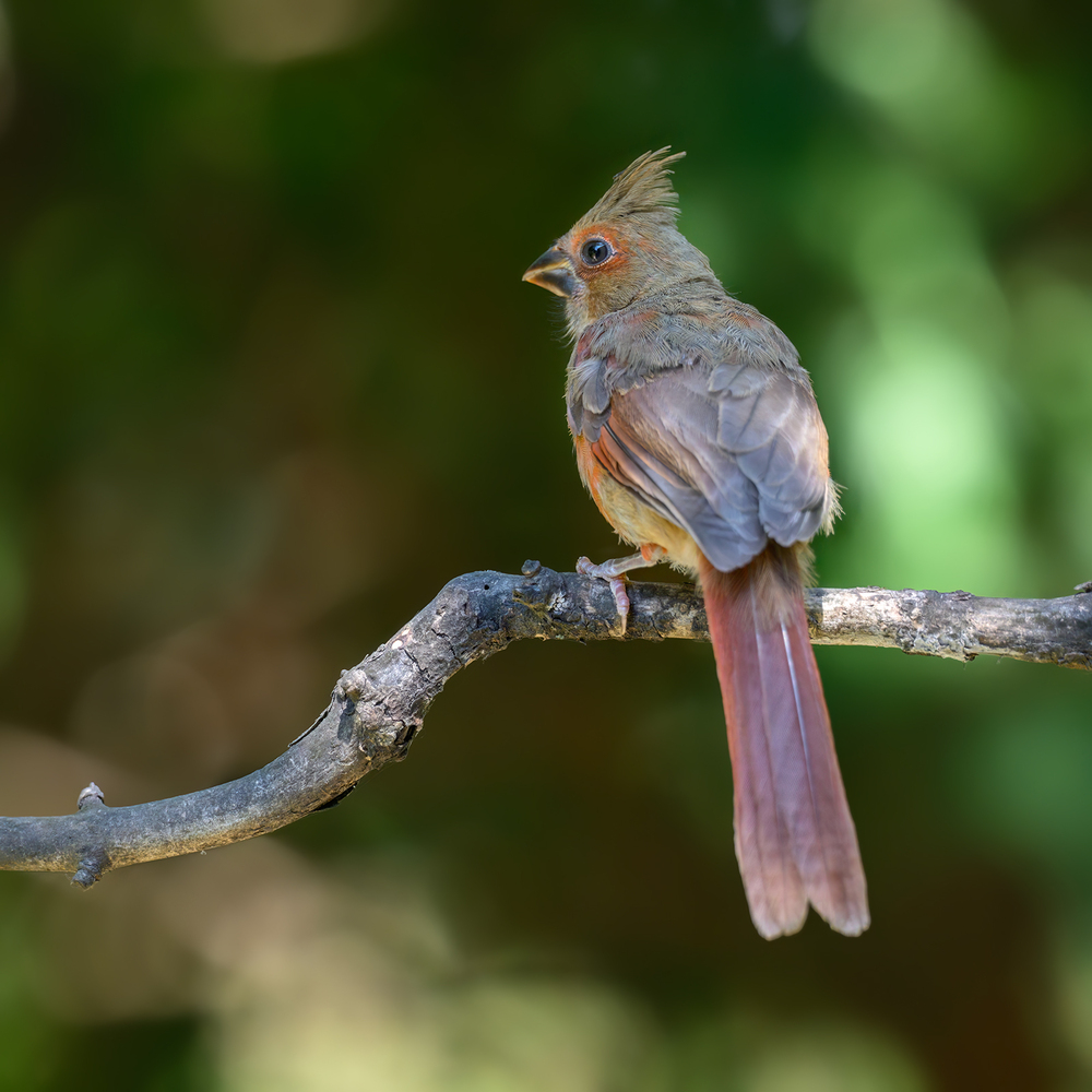 Northern Cardinal (juvenile female)