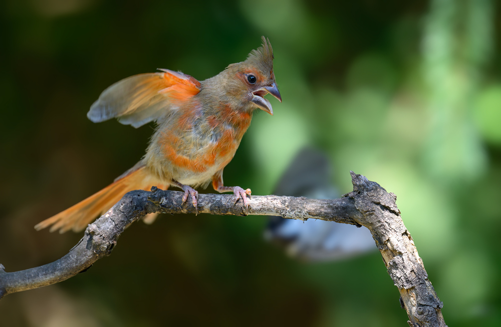 Northern Cardinal (juvenile female)