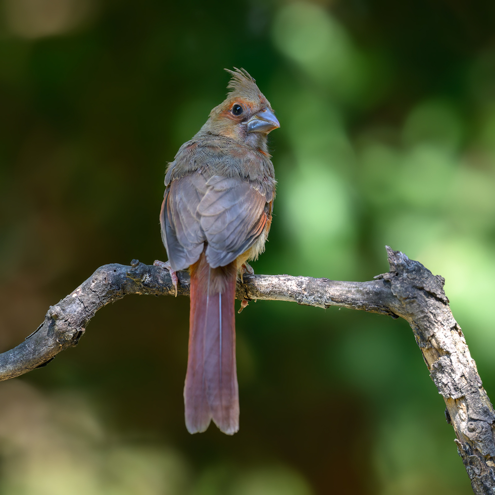 Northern Cardinal (juvenile female)