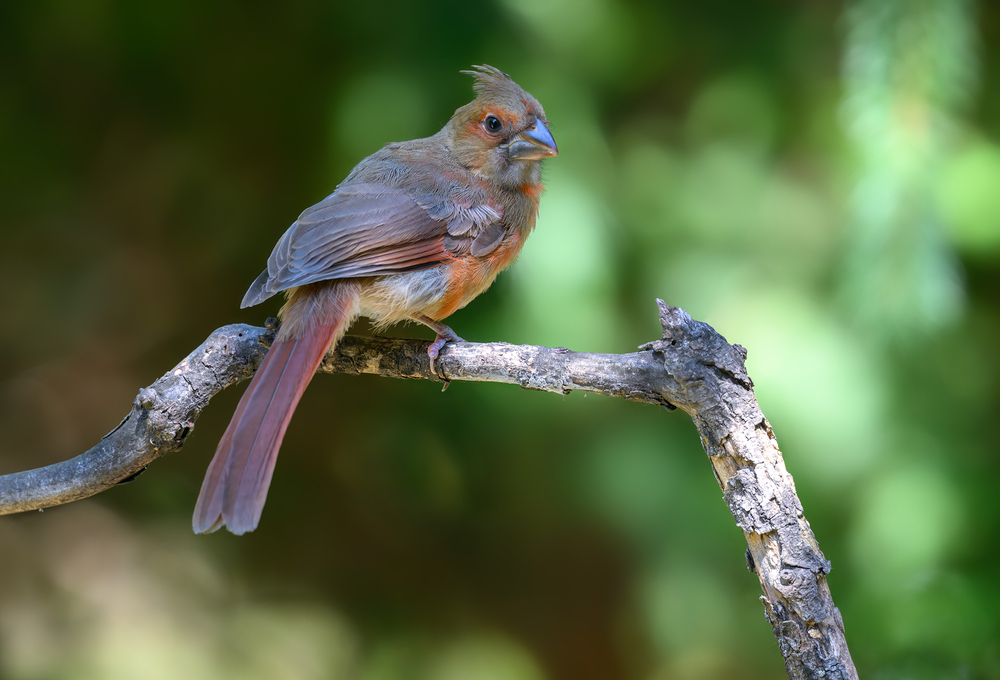 Northern Cardinal (juvenile female)