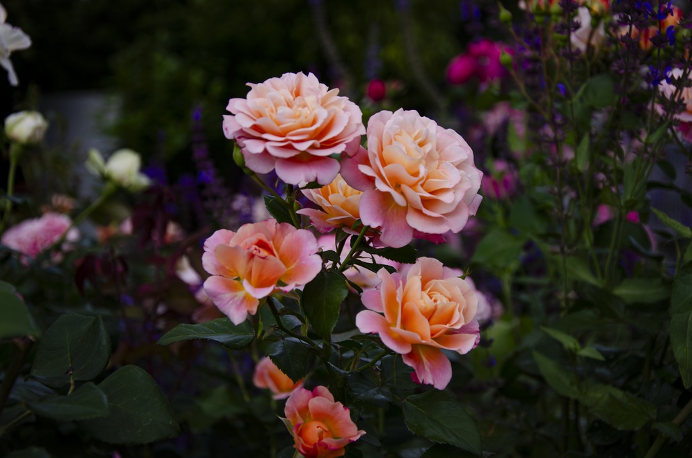 Photo 29969436