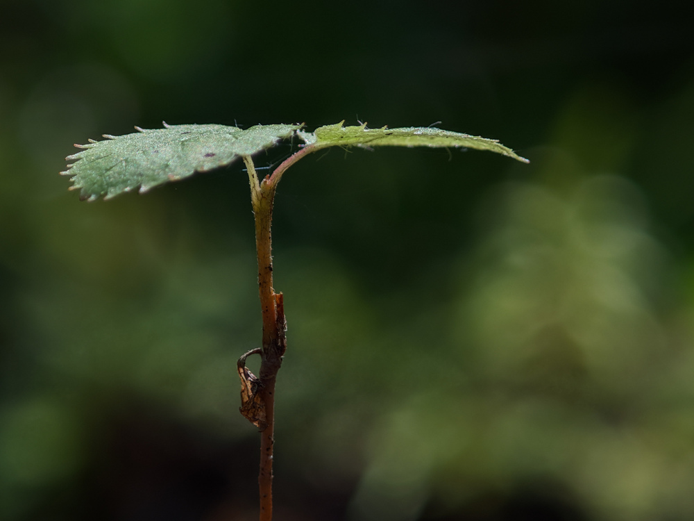 Photo 29969470
