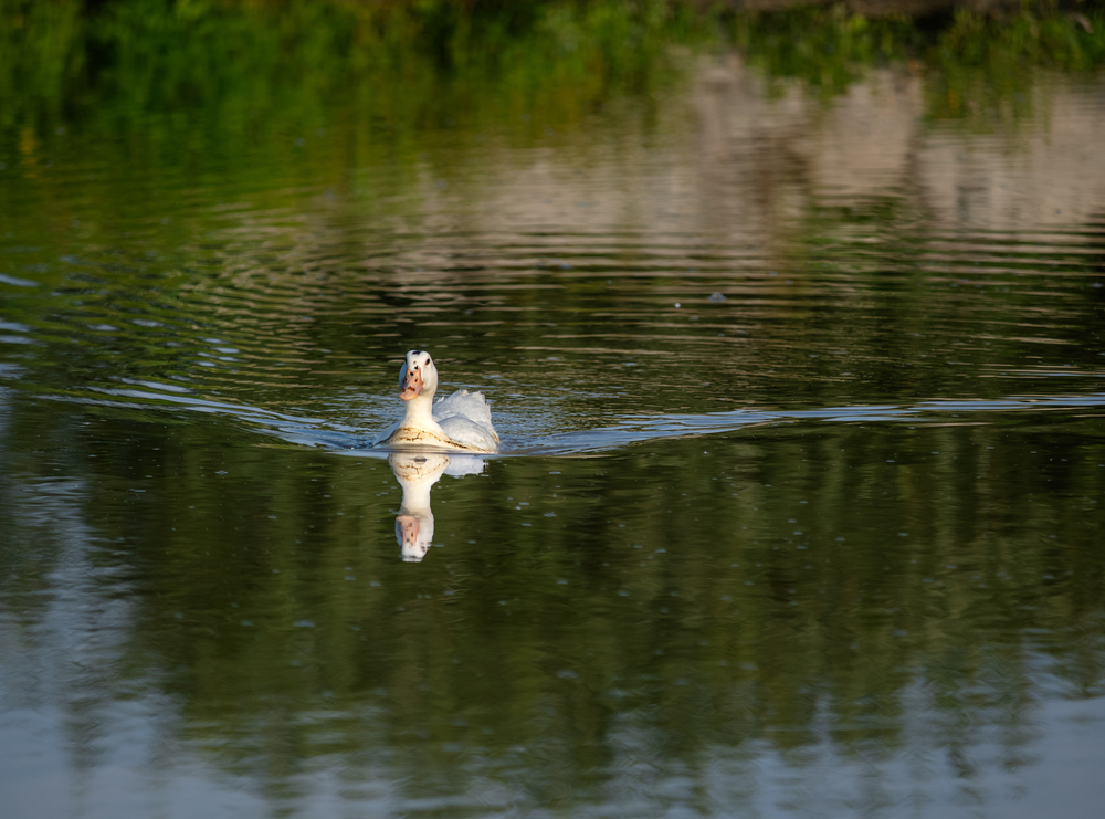 Photo 29969661