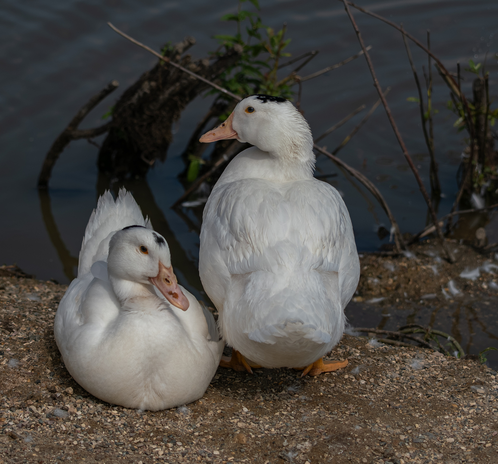 Photo 29969662