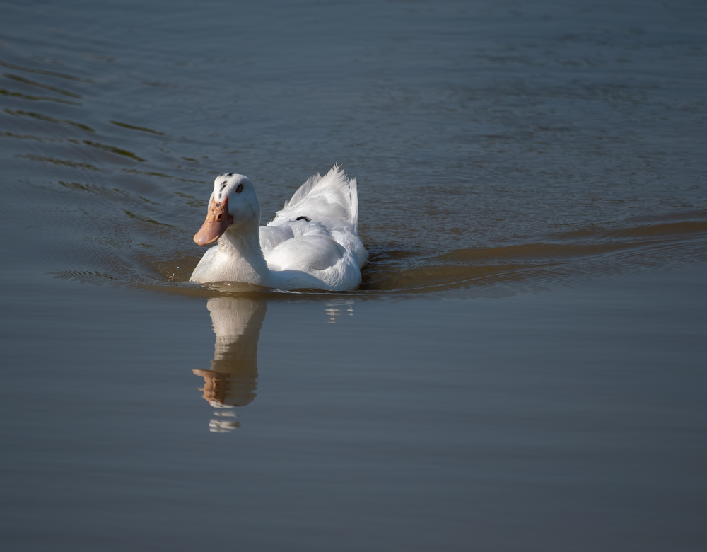 Photo 29969663