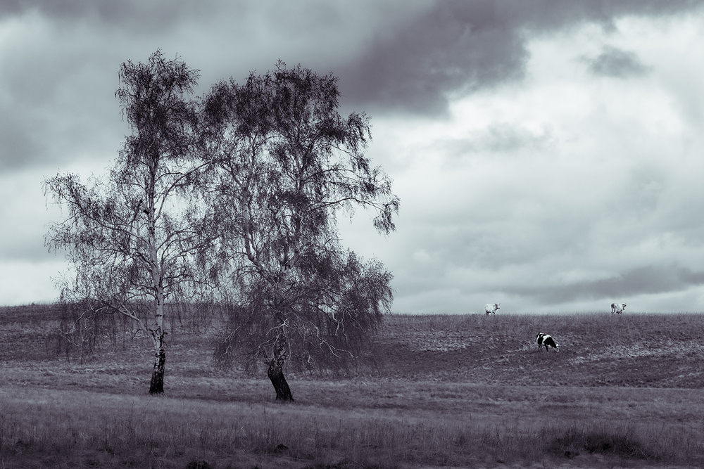 Photo 29969785
