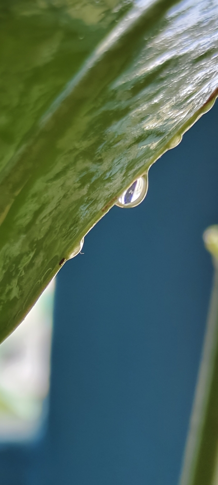 Unique and different creativity of nature at it\'s own pace