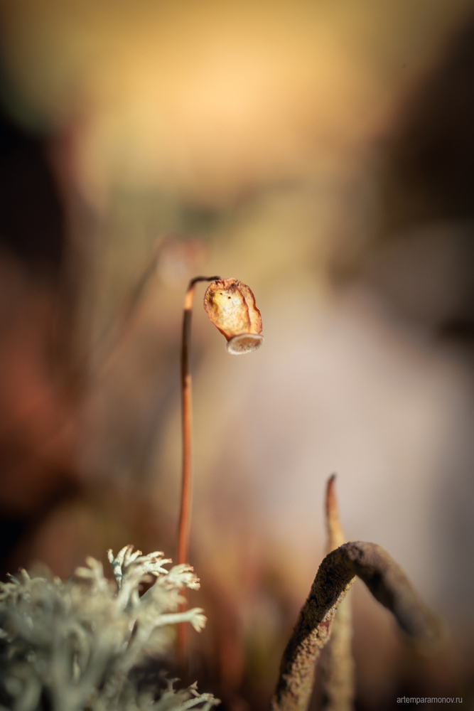 Photo 29970895