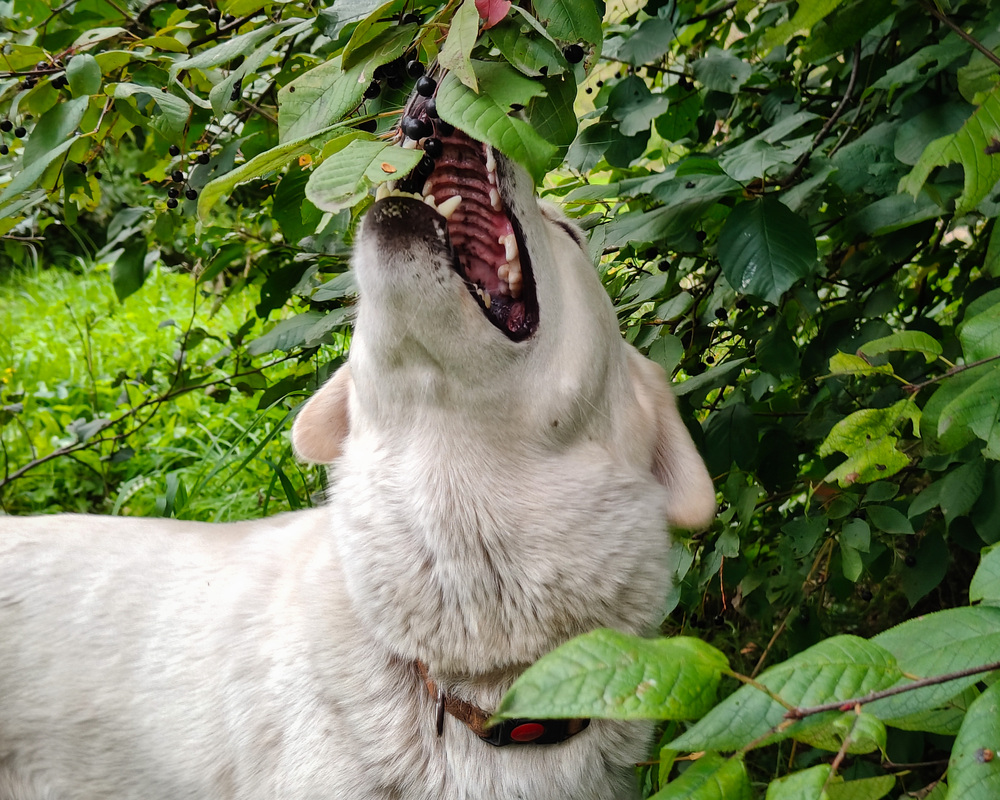 Photo 29970968