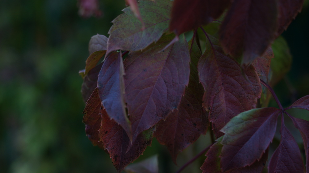 Photo 29971693
