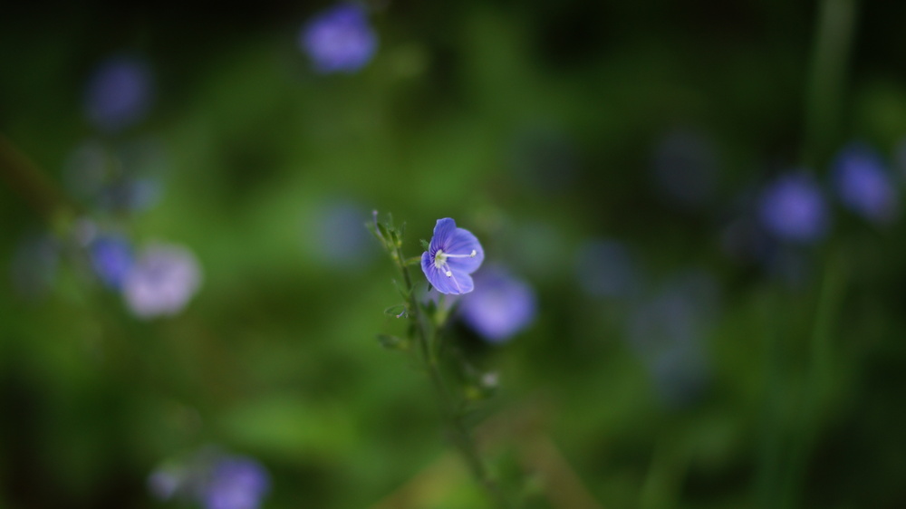 Photo 29971694
