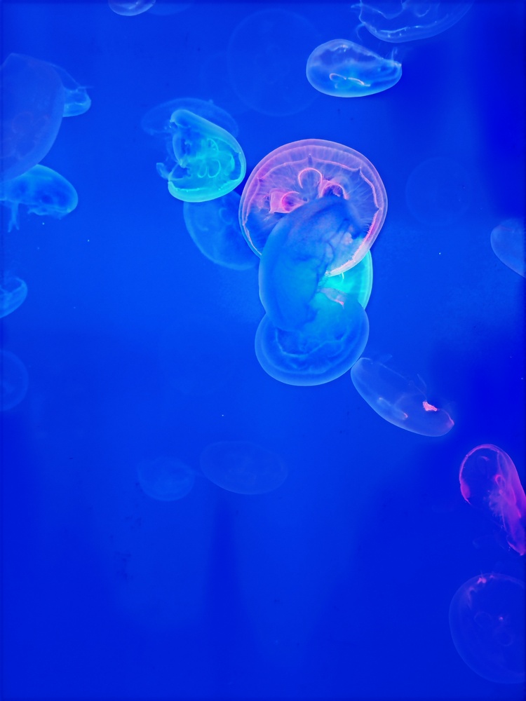 Photo 29971701