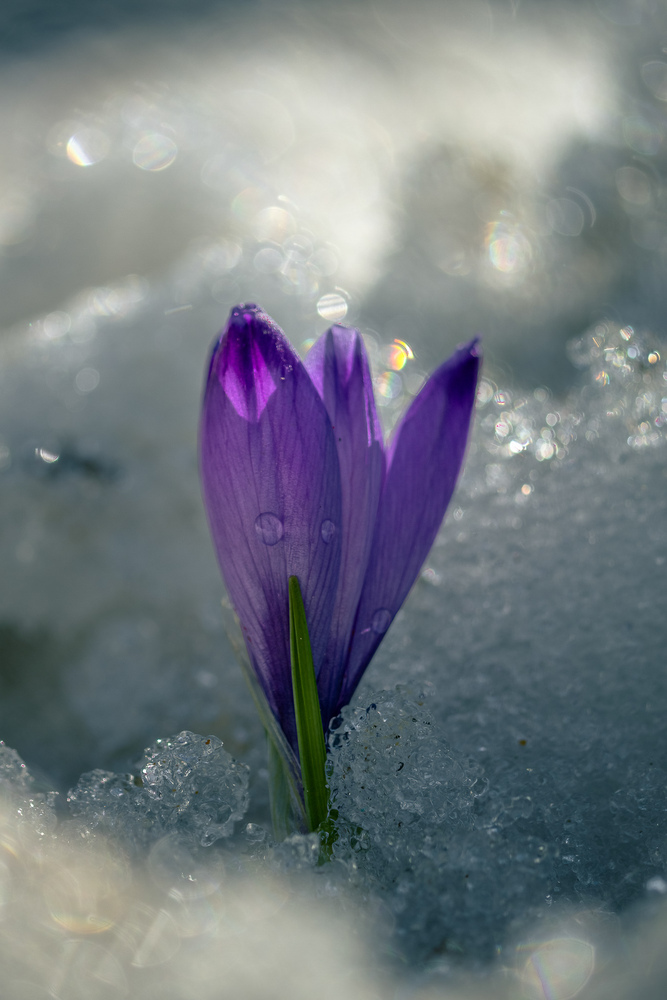 Nature in Light, Silence and Motion