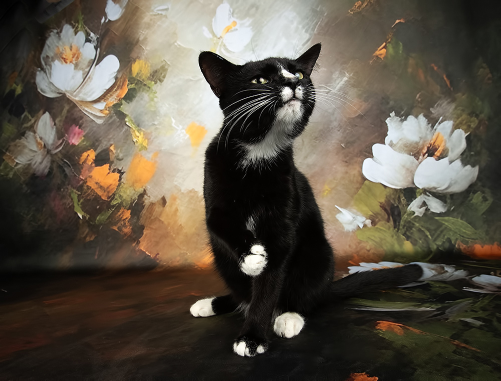 Black Kitten, Timka - Чёрный кот в Красоте