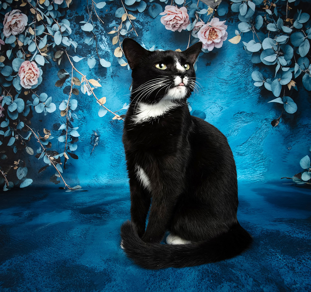 Black Kitten, Timka - Чёрный кот в Красоте