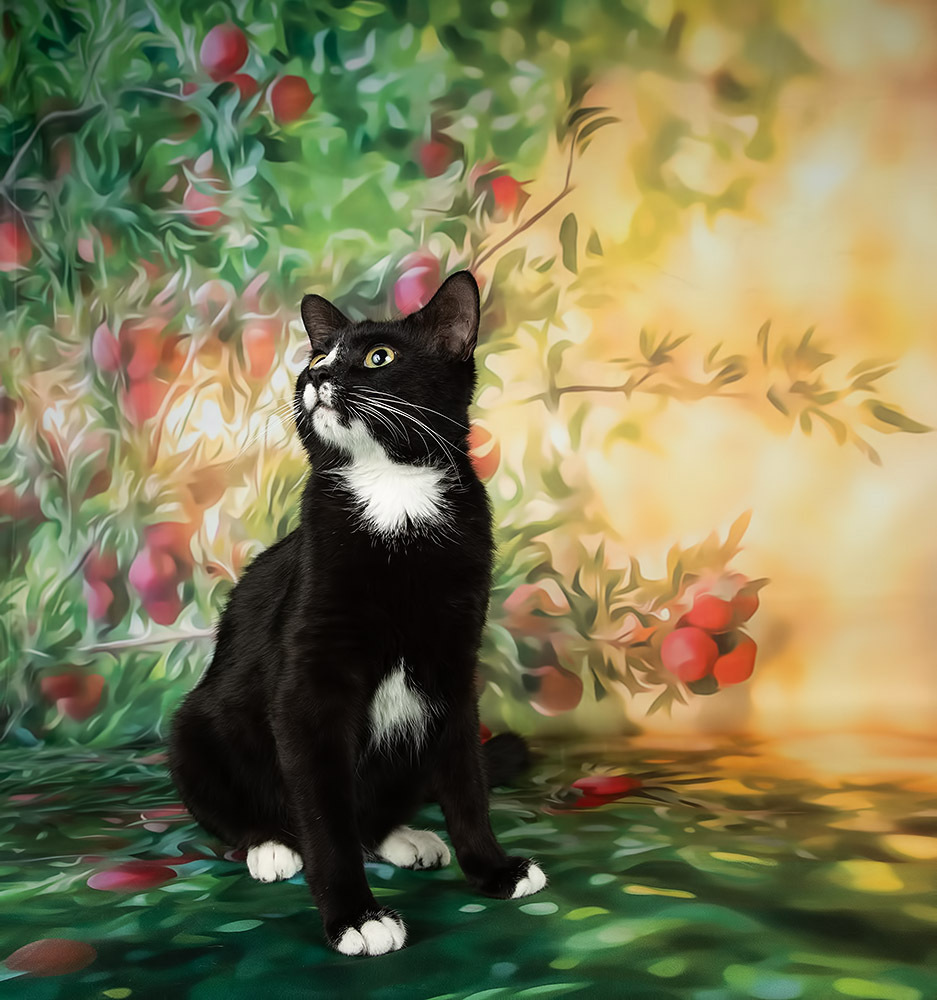 Black Kitten, Timka - Чёрный кот в Красоте