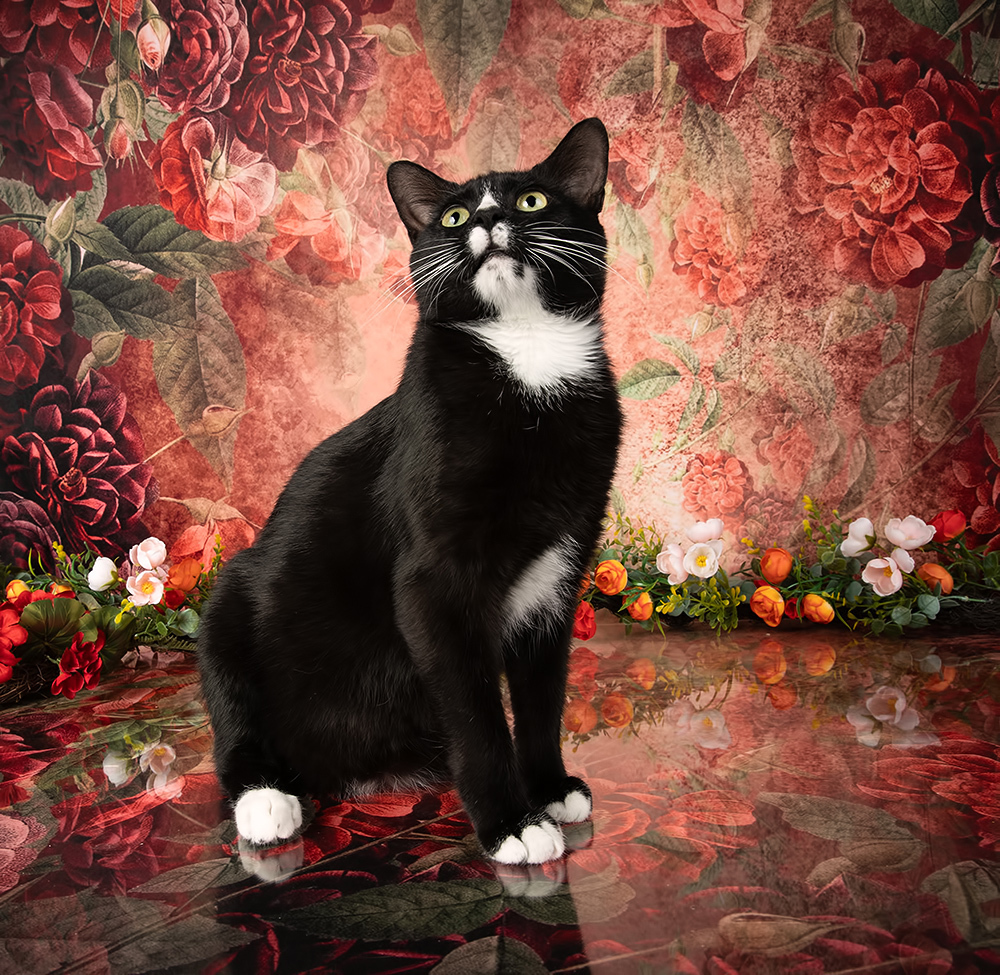 Black Kitten, Timka - Чёрный кот в Красоте