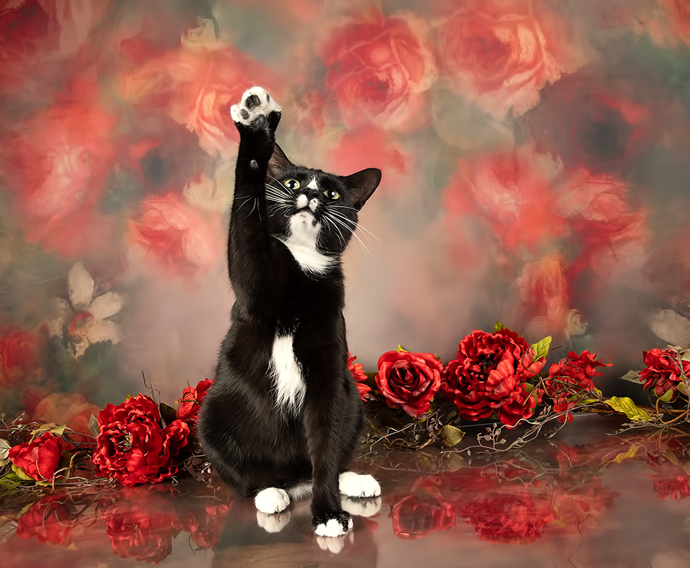 Black Kitten, Timka - Чёрный кот в Красоте