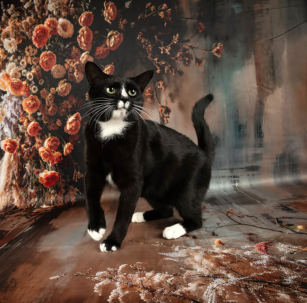 Black Kitten, Timka - Чёрный кот в Красоте