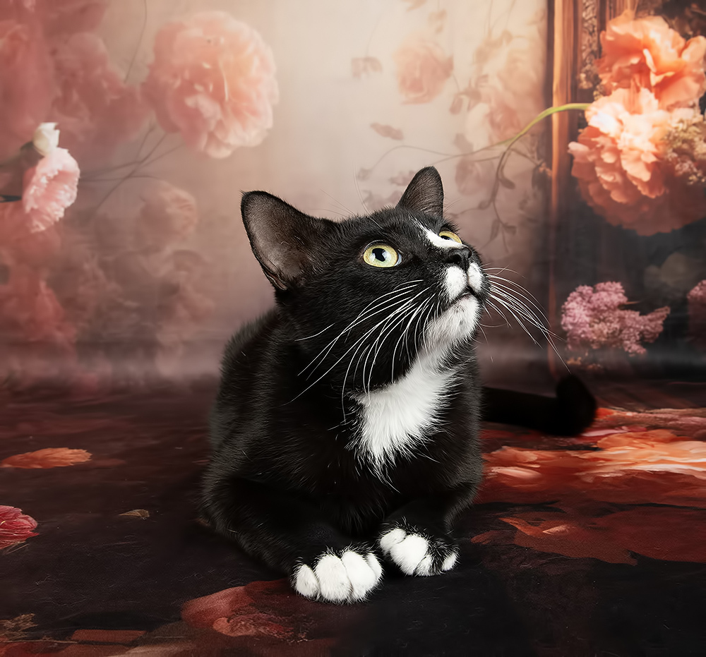 Black Kitten, Timka - Чёрный кот в Красоте